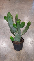 10" Cactus Opuntia Prickly Pear Green